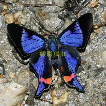 Ретус Периандр настоящий образец бабочки украшение дома поделки своими руками