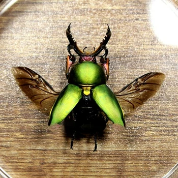 Индонезийский жук-лопатник (расправил крылья) коллекция образцов иностранных насекомых коробка для показа в прозрачной рамке рекомендуемые изделия ручной работы